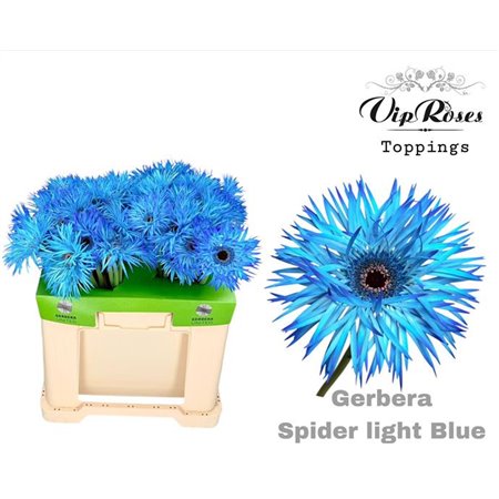 Gerbera Spider-shaped Spider Light Blue c1730