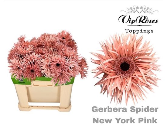 Gerbera Spider-shaped Spider New York Pink c1731