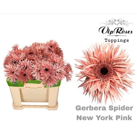 Gerbera Spider-shaped Spider New York Pink c1731