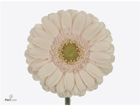 Mini Gerbera Alix-noor x20 c1739
