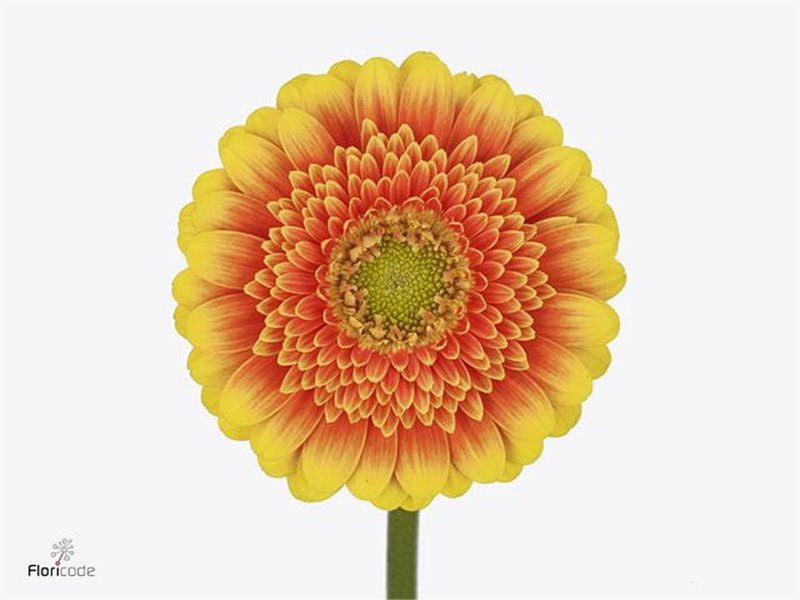 Mini Gerbera Anna x20 c1741