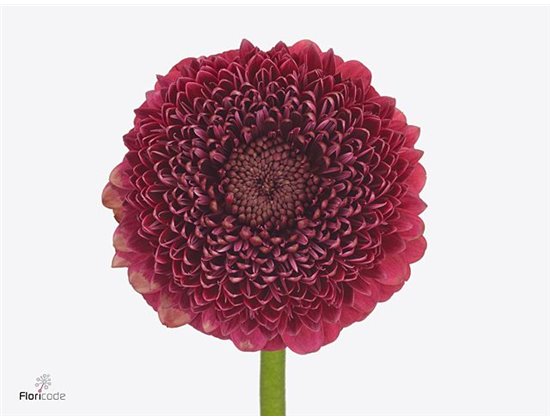 Mini Gerbera Bolero Janeiro x20 c1743