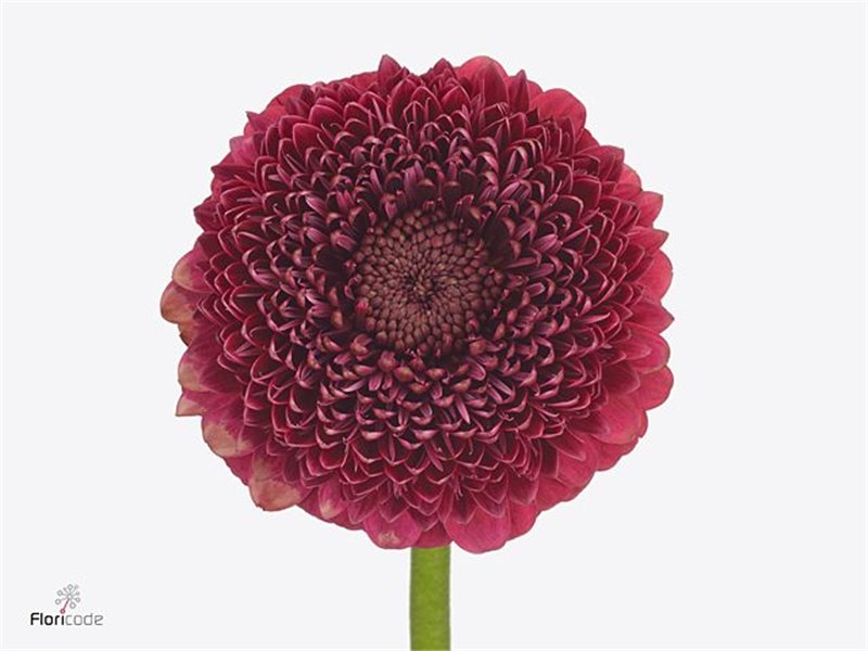 Mini Gerbera Bolero Janeiro x20 c1743