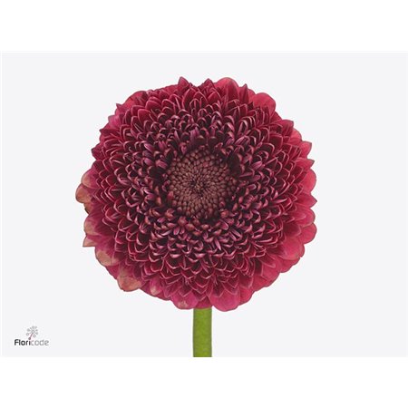 Mini Gerbera Bolero Janeiro x20 c1743