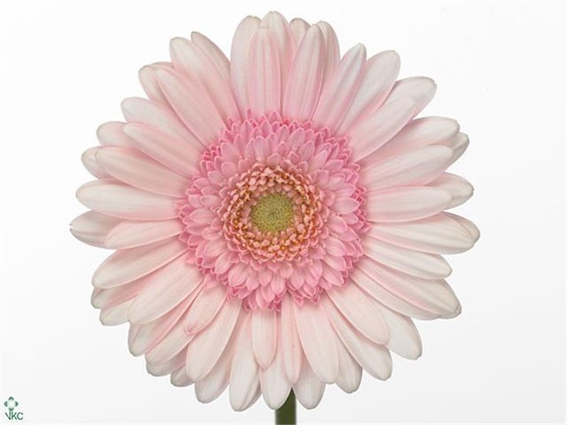 Mini Gerbera Bridal Kimsey x20 c1744