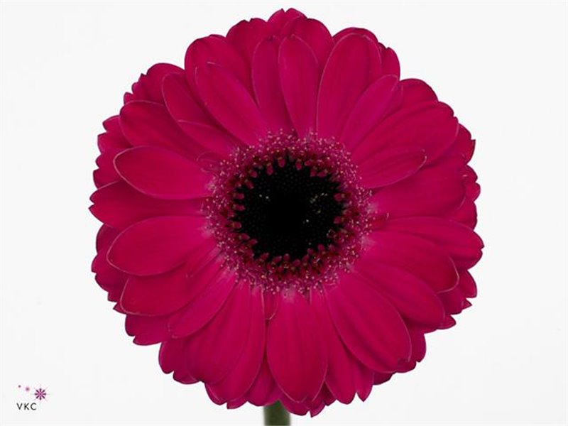 Mini Gerbera Cafe x20 c1746