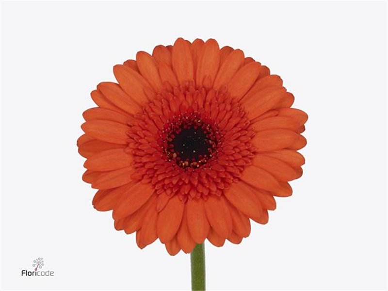 Mini Gerbera Caramba x20 c1748