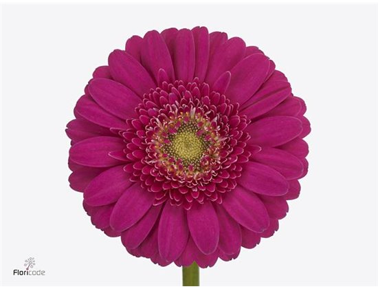Mini Gerbera Caramba x20 c1749