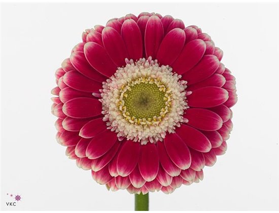 Mini Gerbera Cassis x20 c1751