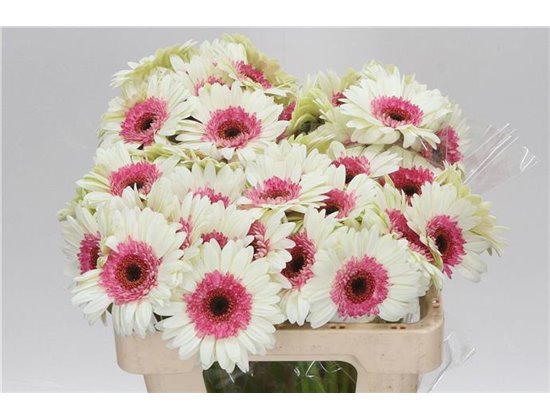 Mini Gerbera Double Fun x20 c1759