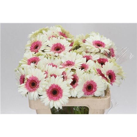 Mini Gerbera Double Fun x20 c1759