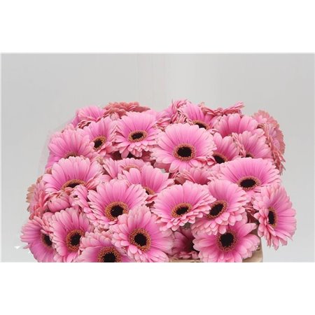 Mini Gerbera Esmee x20 c1763