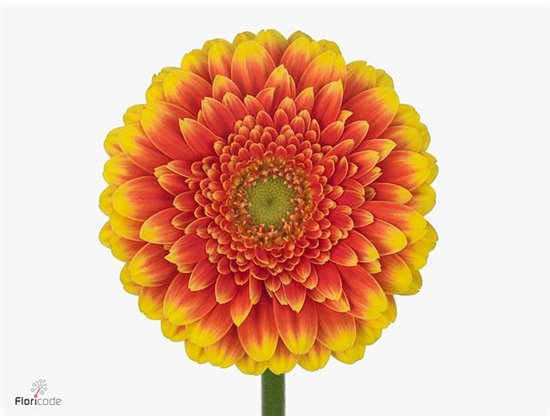 Mini Gerbera Franky x20 c1766
