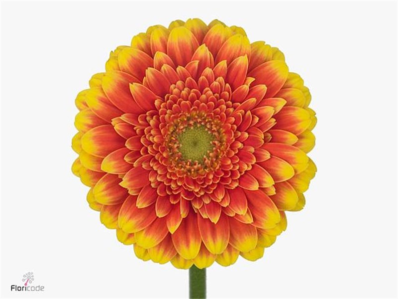 Mini Gerbera Franky x20 c1766
