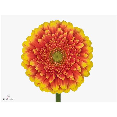 Mini Gerbera Franky x20 c1766