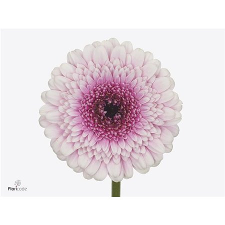 Mini Gerbera Herrera x20 c1772