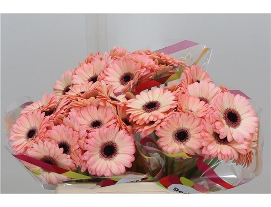 Mini Gerbera Jedi x20 c1774