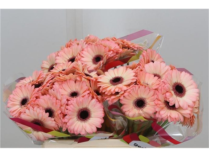Mini Gerbera Jedi x20 c1774