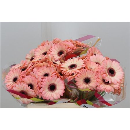 Mini Gerbera Jedi x20 c1774