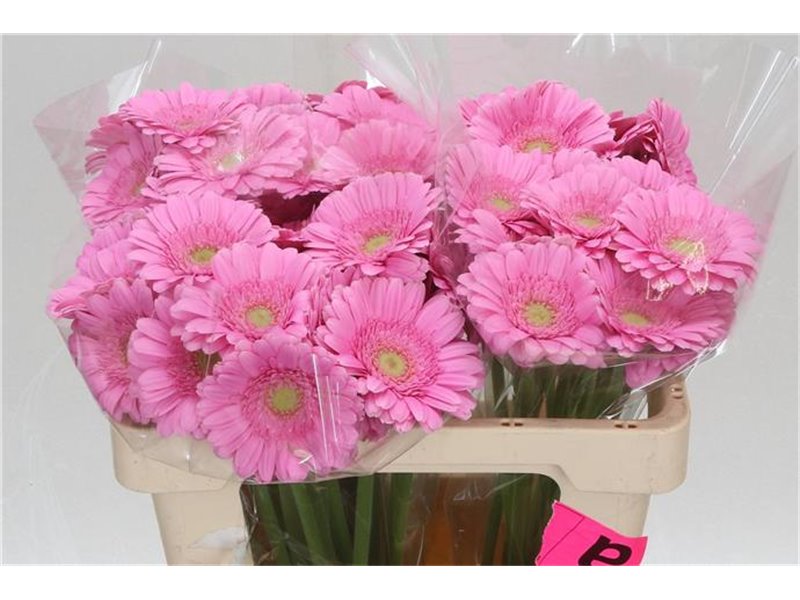 Mini Gerbera Kirstey x20 c1778