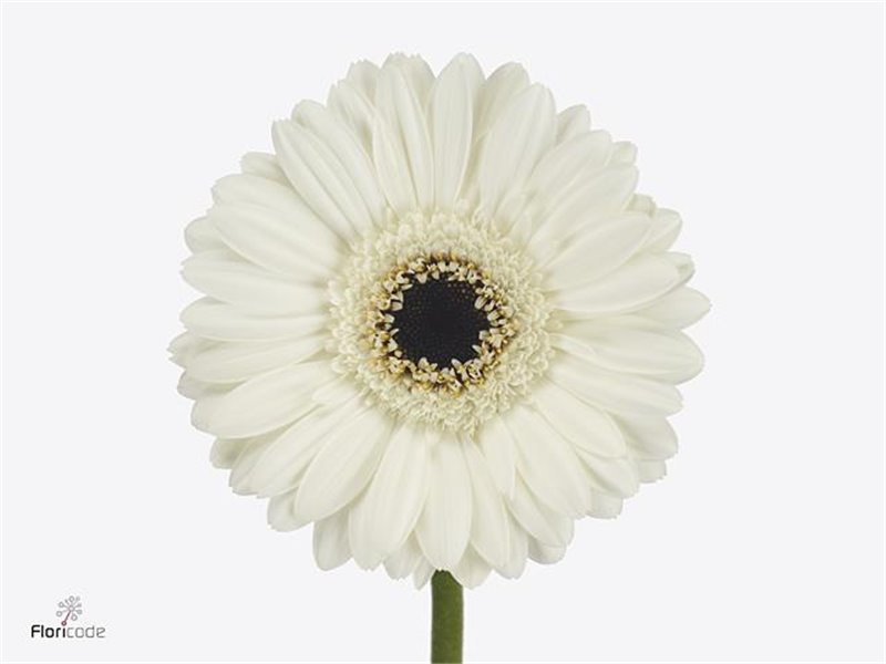 Mini Gerbera Lido x20 c1779