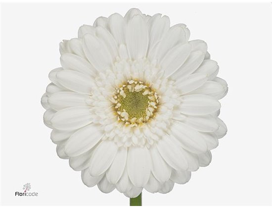 Mini Gerbera Lobby x20 c1781