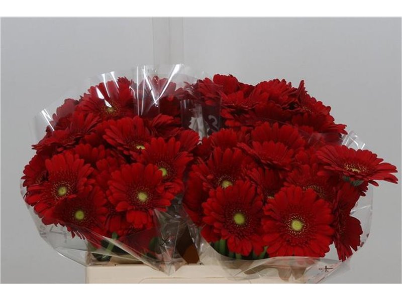 Mini Gerbera Mixed 4 Colour X80 c1785
