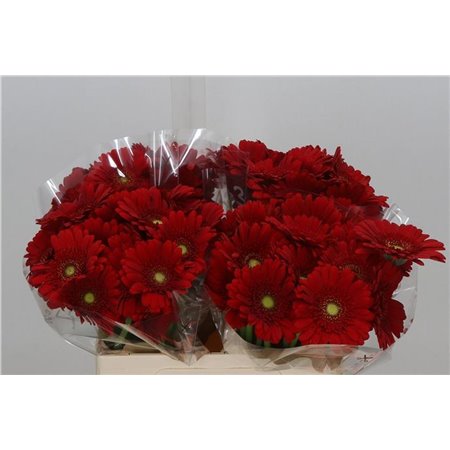 Mini Gerbera Mixed 4 Colour X80 c1785