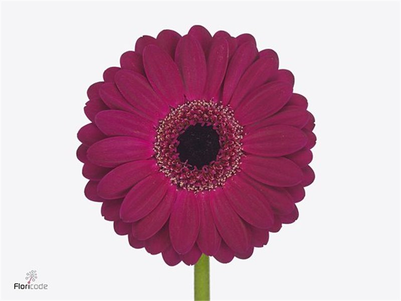 Mini Gerbera Platini x20 c1787