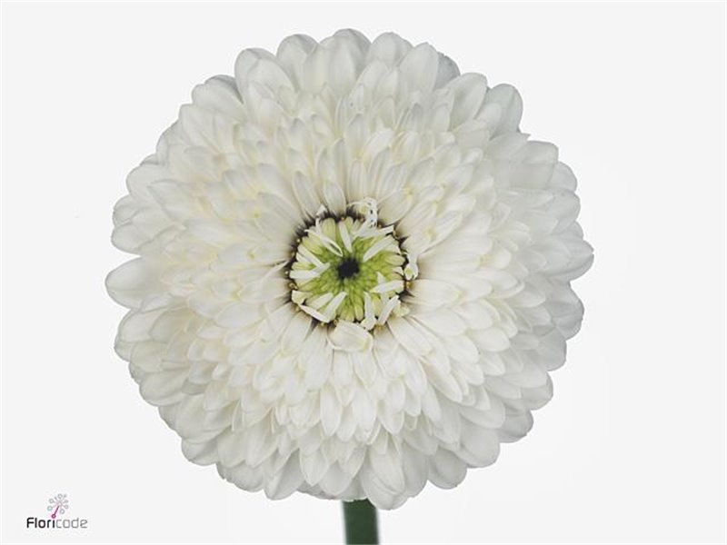 Mini Gerbera Platini x20 c1788