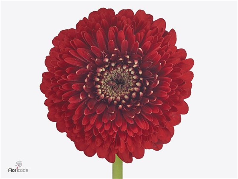 Mini Gerbera Pom Floyd x20 c1793