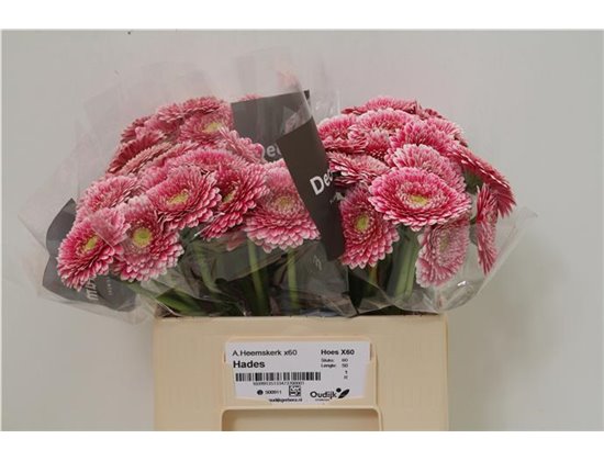 Mini Gerbera Pom Floyd x20 c1794