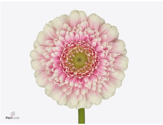 Mini Gerbera Pomp Malou X80 c1797