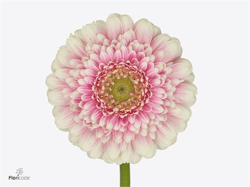 Mini Gerbera Pomp Malou X80 c1797