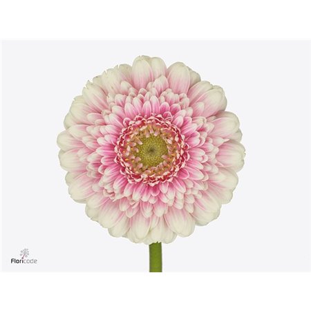 Mini Gerbera Pomp Malou X80 c1797