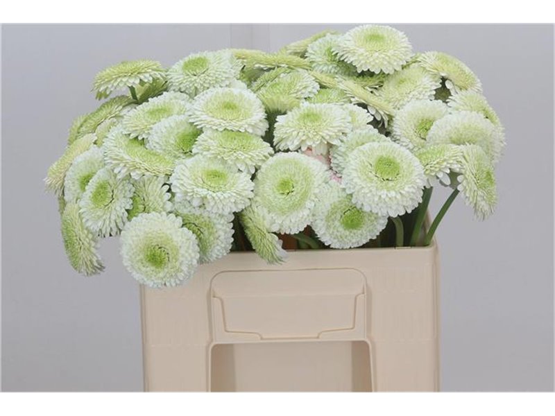 Mini Gerbera Pomp Viriviri x20 c1798