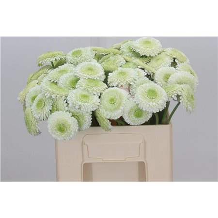 Mini Gerbera Pomp Viriviri x20 c1798