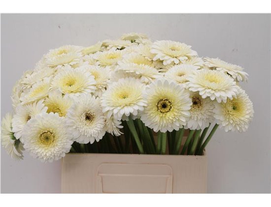 Mini Gerbera Pomponi Angelo x20 c1800