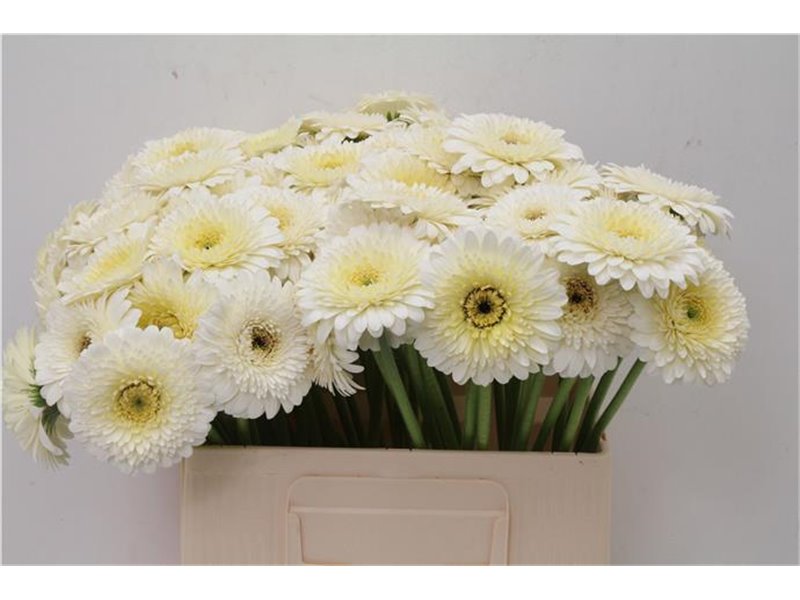 Mini Gerbera Pomponi Angelo x20 c1800