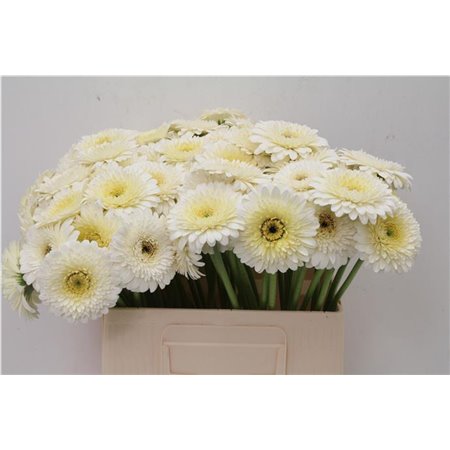 Mini Gerbera Pomponi Angelo x20 c1800