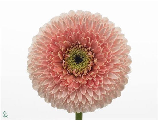 Mini Gerbera Pomponi Belfi x20 c1801
