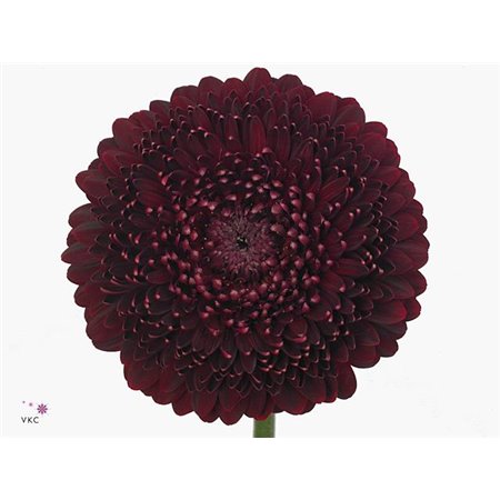 Mini Gerbera Pomponi Black Pearl x20 c1802