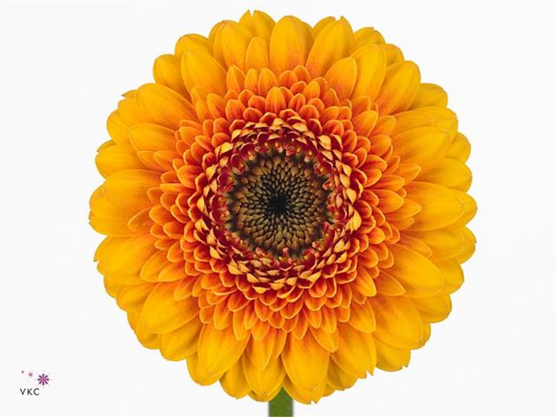 Mini Gerbera Pomponi Black Pearl x20 c1803