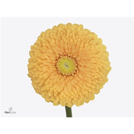 Mini Gerbera Pomponi Bunny x20 c1805