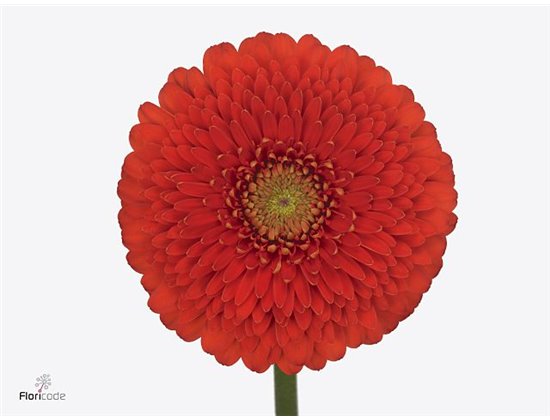 Mini Gerbera Pomponi Fanta x20 c1807