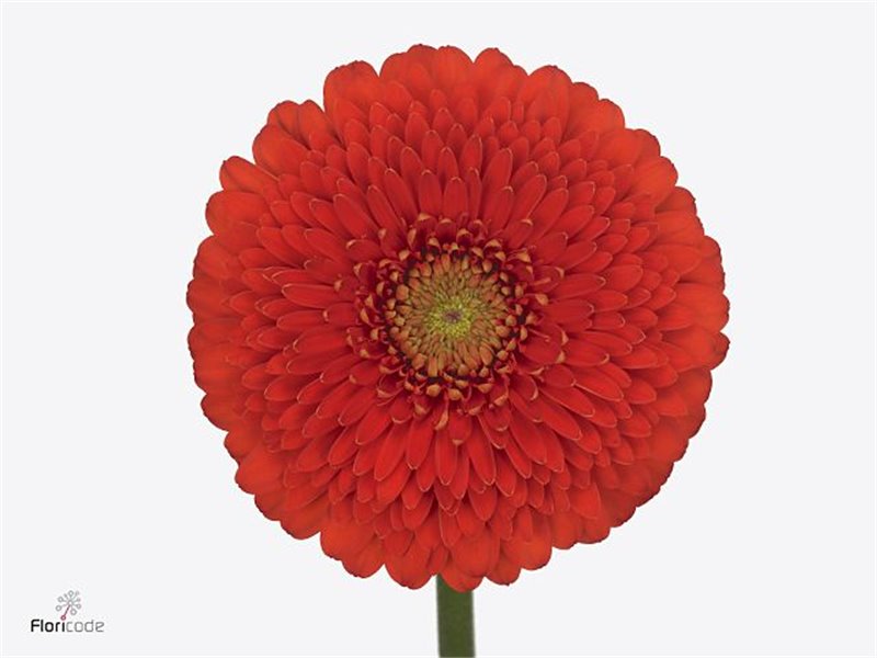 Mini Gerbera Pomponi Fozzie x20 c1808