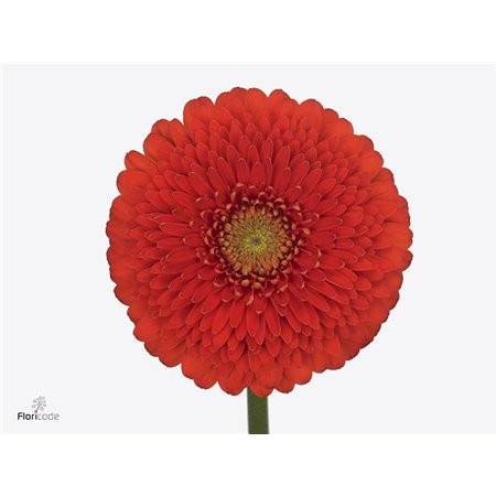 Mini Gerbera Pomponi Fozzie x20 c1808