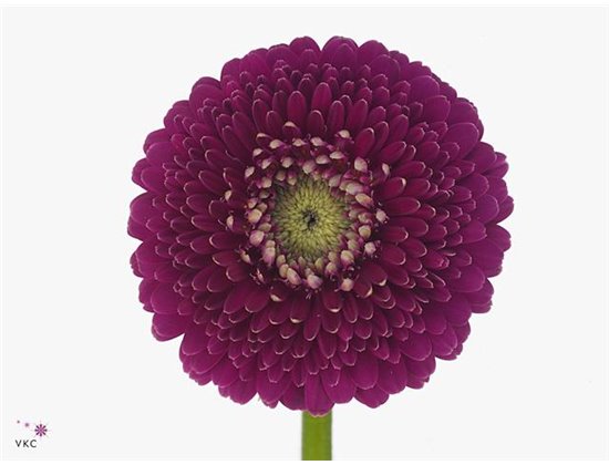 Mini Gerbera Pomponi Japio x20 c1809