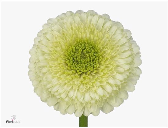 Mini Gerbera Pomponi Kermit x20 c1812