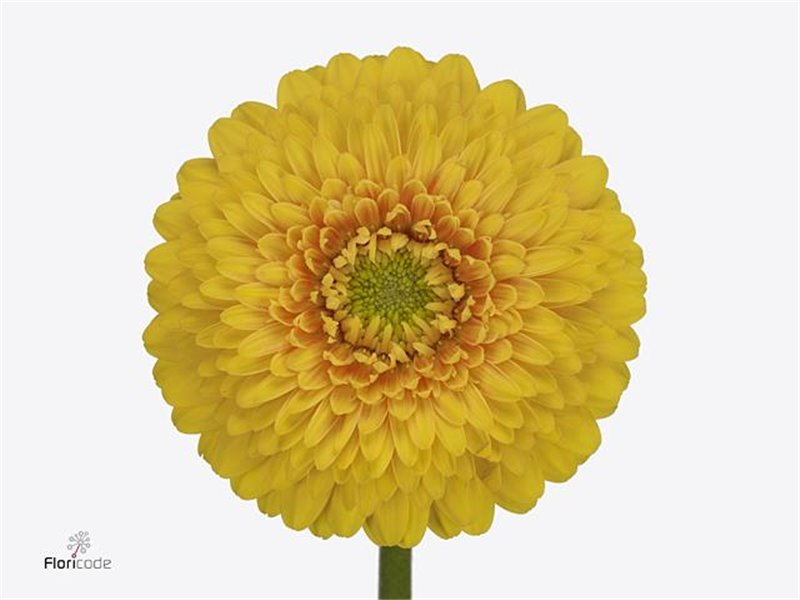 Mini Gerbera Pomponi Piggy x20 c1815